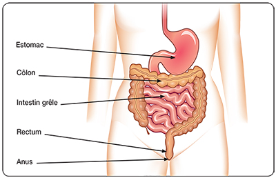Anatomie du système digestif.