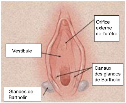On y voit le vestibule, l’orifice externe de l’urètre, les canaux des glandes de Bartholin et les glandes de Bartholin.