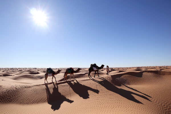Une petite caravane de dromadaires se déplace dans le désert de Tunisie. Source : Getty Images. Des dromadaires marchent dans le désert.