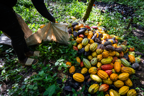 Le cacao se présente sous forme de cabosses colorées. Source : Getty images. Fèves de cacao colorées.