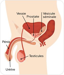 Image du schéma de l’anatomie masculine.
