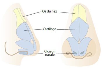 Structures externes du nez