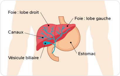 Schéma illustrant l’anatomie du foie et de l’estomac.