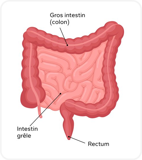 Le gros intestin (colon) qui forme une boucle épaisse autour, l’intestin grêle situé à l’intérieur avec des plis plus fins, et le rectum en bas, prolongement du gros intestin.