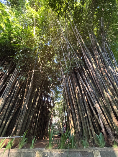 Le Parque da Água Branca est un espace vert historique situé dans la ville de São Paulo. Source : Barbara Ramirez. Photo d'une forêt de bambous au Parque da Àgua Branca.
