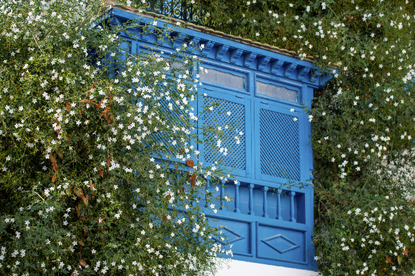 Le jasmin est une fleur représentative de la Tunisie. Dans certaines zones touristiques, comme à Sidi Bou Saïd et à Hammamet, on peut acheter de jolis colliers faits de cette fleur odorante. Source : Getty Images. Une fenêtre entourée de massifs de jasmin.