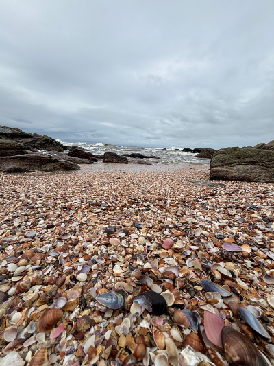 La Praia das Conchas est une petite anse située à Itanhaém, dans l’État de São Paulo, caractérisée par la présence de nombreux coquillages et de formations rocheuses. Source : Barbara Ramirez. Photo d'une rive couverte de coquillages.