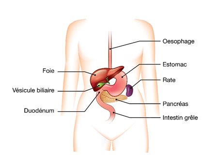 Illustration de l'oesophage, de l'estomac, de la rate, du pancréas, de l'intestin grèle, du foie, de la vésicule biliaire et du duodénum.