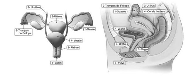 Schémas de l'appareil reproducteur féminin
