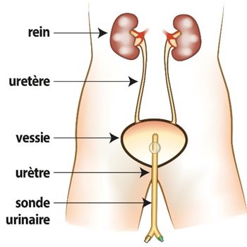 Anatomie du système urinaire