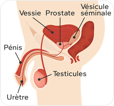 Illustration des organes internes masculin, on peut voir le pénis, l'urètre et les testicules, puis plus haut la prostate qui se trouve juste en dessous de la vessie.