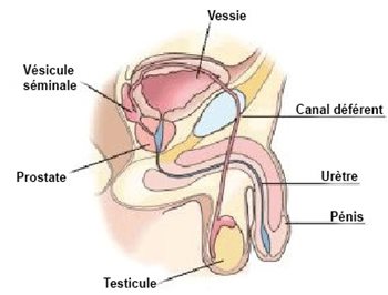 Anatomie de la vessie et de la prostate