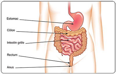 Visualisation de l'anatomie du système digestif. On voit l'estomac, le côlon, l'intestien grèle, le rectum et l'anus