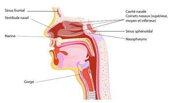 Structures internes du nez