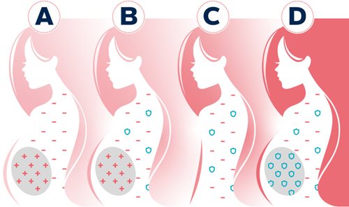 Illustration des différentes étapes quand les globules rouges se retrouvent dans le sang de la mère.