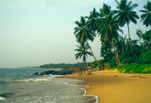 Kribi, sur le Golfe de Guinée, est un site reconnu pour les vacances, mais aussi pour son port de pêche. Source : Getty images. Plage et palmiers.