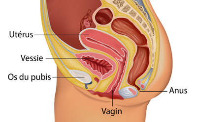 Illustration vue de côté de l'anatomie du vagin de utérus et de la vessie.